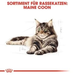 ROYAL CANIN Maine Coon Adult 10 Kg -SHEBA Verkäufe 0dcdda8125bffac6c60d8bc613414dd3e537f3f9 4a409b86bb290f85c8a45c0d5080bc56aabf2ae3