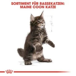 ROYAL CANIN Maine Coon Kitten 4 Kg -SHEBA Verkäufe 5363adbcd5720069c9dee834c28d247ed6c58d7d 78d41fa69f58c3708158103686f8d71d73464eed