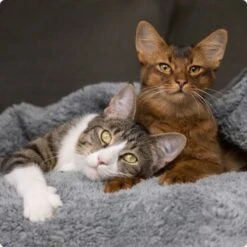 SELECT GOLD PURE Adult Mischfütterung-Set 2tlg. 5 SELECT GOLD PURE Adult Mischfütterung-Set 2tlg. -SHEBA Verkäufe 536de371626fbac7381fe51ce63607aedfae0cd8 1099803 de DE 4 Select Gold Cat