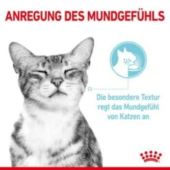ROYAL CANIN SENSORY Feel In Gelee Für Wählerische Katzen 12x85g -SHEBA Verkäufe 590127f8e1b52f0756894eced70d3b3549a39521 4ac93b4f7ac0e7f93318f085864f31129c728871