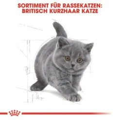 ROYAL CANIN British Shorthair Kitten 2 Kg -SHEBA Verkäufe 64125f190883e96661f93d5b5db0d481b8b12589 263c8c6b1a98e1881835868f52cc2ea3e9412ec3