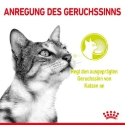 ROYAL CANIN SENSORY Smell In Gelee Für Wählerische Katzen 12x85g -SHEBA Verkäufe 8189732b9ae1a398fb4fb109d95a4bf54f9ea43e e98d42f060ba951a9dc658034746788da77dfcfd