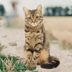 REAL NATURE Original Adult 2kg Kaninchen & Huhn -SHEBA Verkäufe bc56b458619aa86240780c2f64ff928db9b8da6b 1246887 de DE Real Nature Original Cat Bild 1