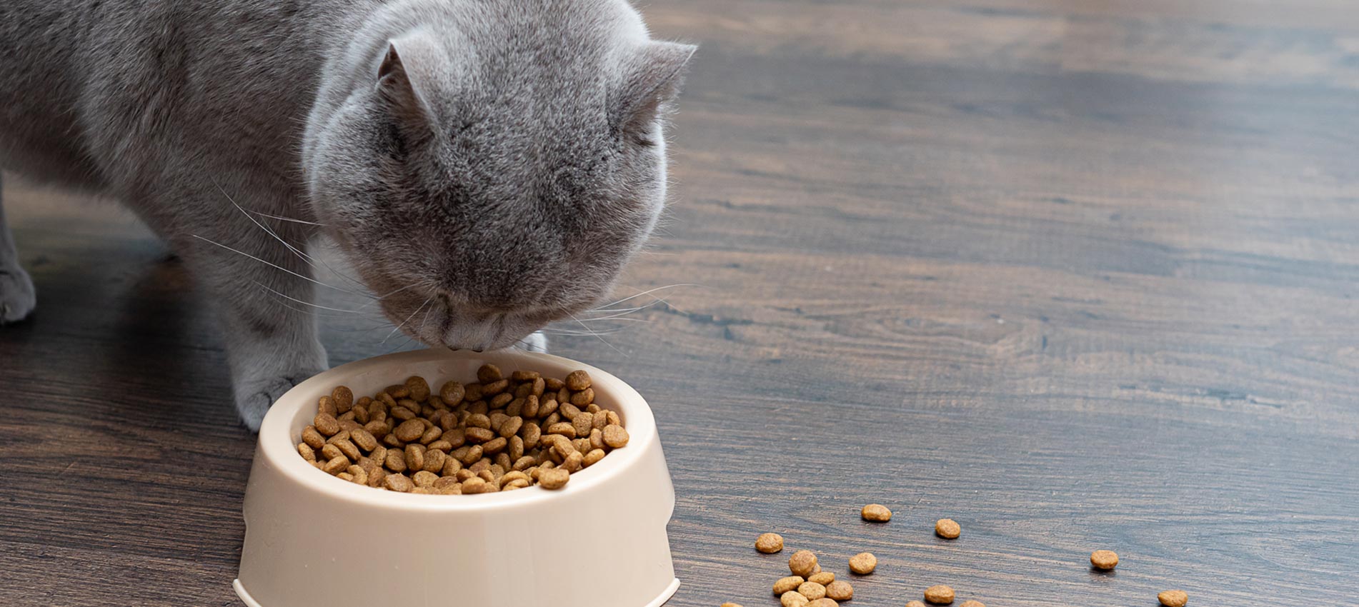 SHEBA Verkäufe -SHEBA Verkäufe banner1